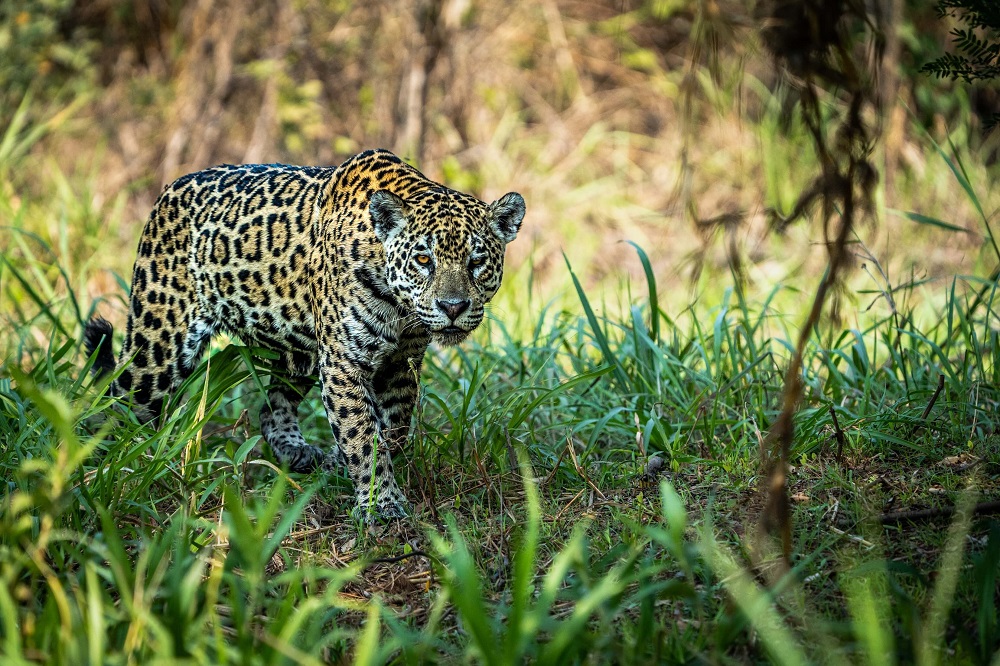 Best time to visit Brazil | ATM24h