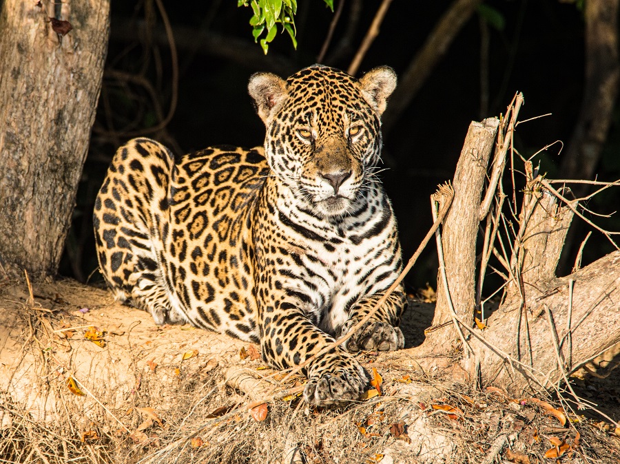 Pantanal en Brasil | ATM24h